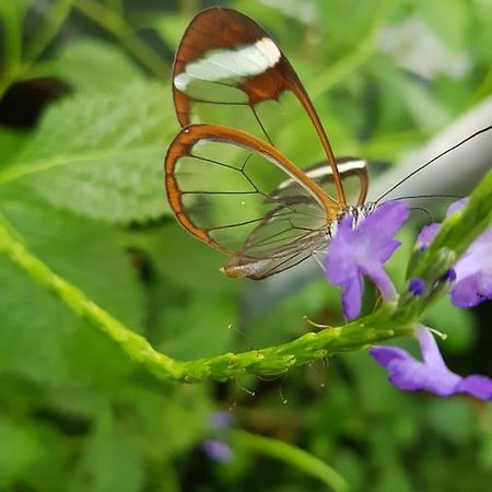 Reshafim The Butterflies Wood Houseヴィラ エクステリア 写真